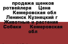 продажа щенков ротвейлера. › Цена ­ 10 000 - Кемеровская обл., Ленинск-Кузнецкий г. Животные и растения » Собаки   . Кемеровская обл.